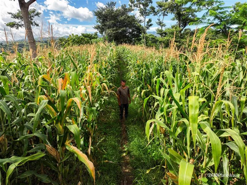 Person standing in a narrow dirt path between tall corn plants in a lush field, with trees and hills in the background under a partly cloudy sky.