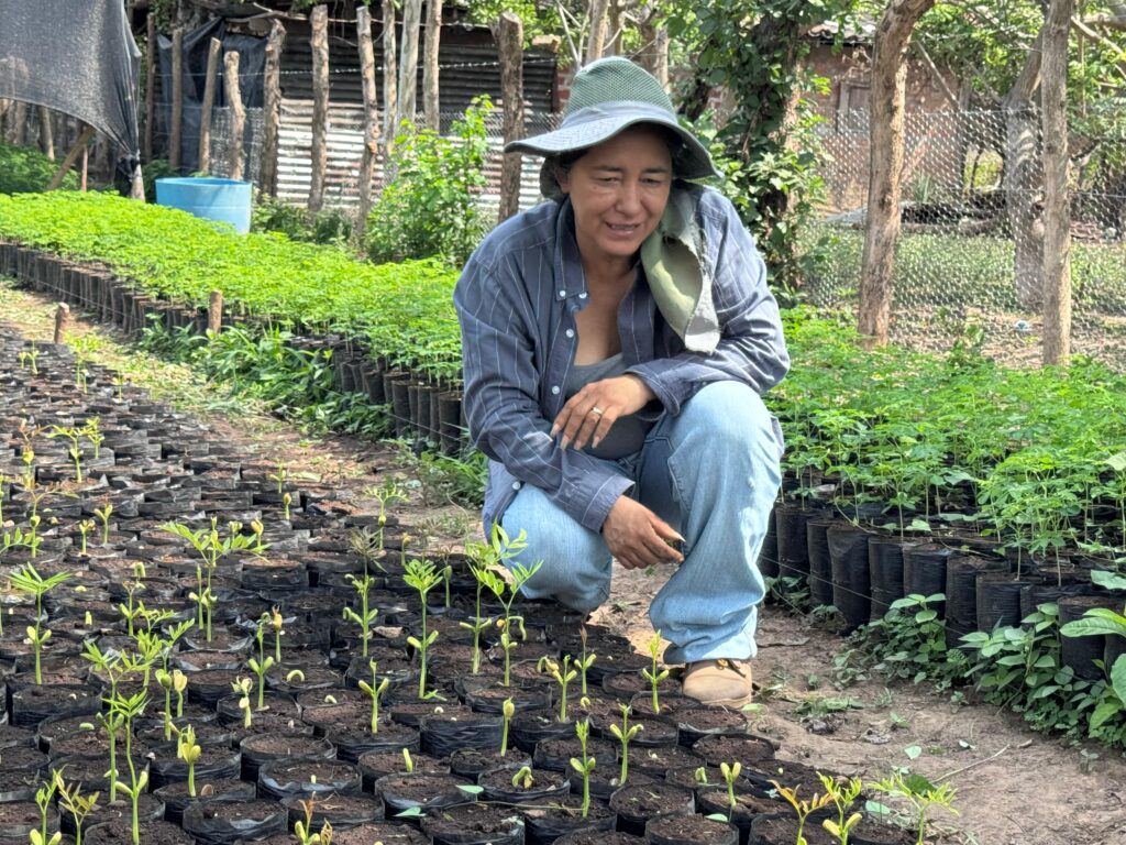 HGhkKSEWMAAsB4z - Petróleo y Energía Person kneeling among young seedlings in black plastic pots, wearing a wide hat and blue shirt in a nursery.