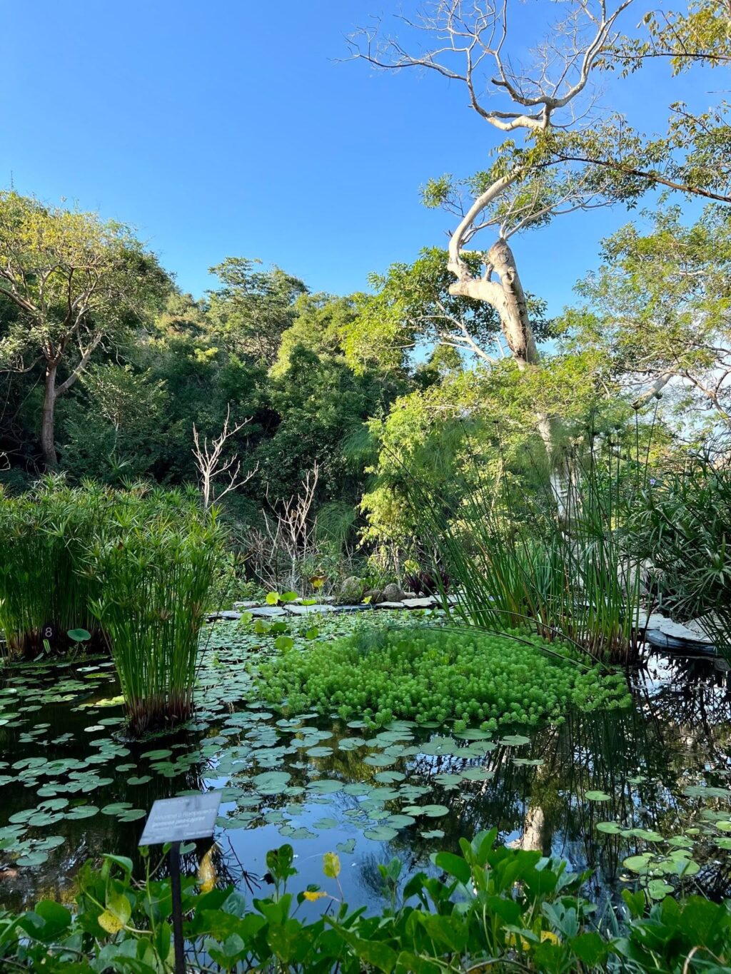 Jardín Botánico de Acapulco Esther Pliego de Salinas 4 - Petróleo y Energía A calm pond covered with green lily pads and tall reeds, bordered by dense trees under a bright blue sky.