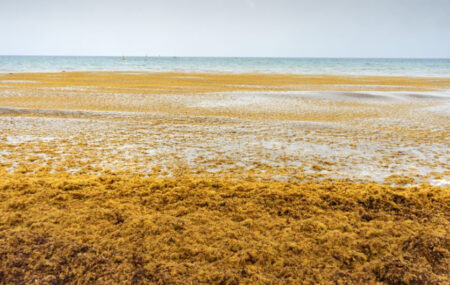 Wide sandy beach with brown seaweed in the foreground and calm blue sea on the horizon.