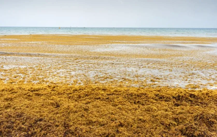 Wide sandy beach with brown seaweed in the foreground and calm blue sea on the horizon.