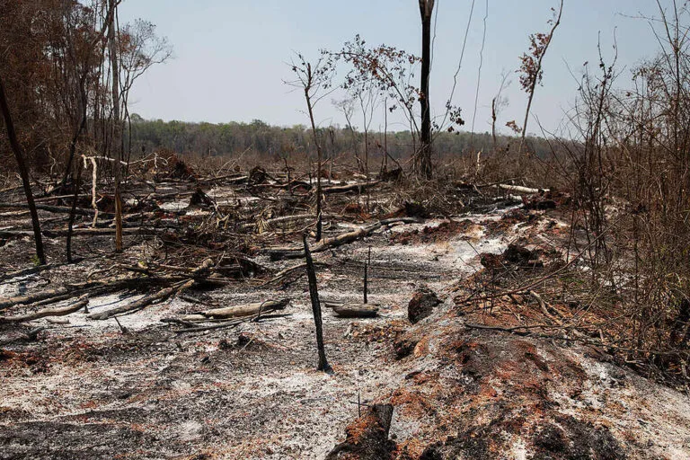 Charred, burned landscape with blackened tree trunks and scattered ash after a wildfire.