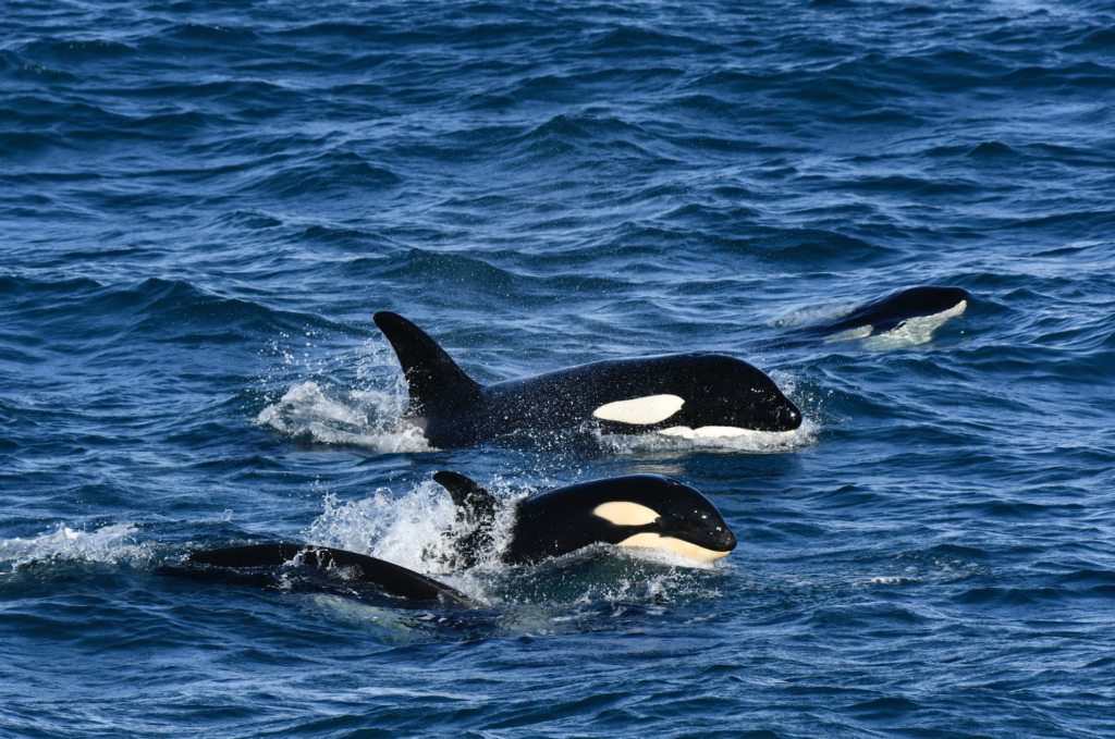 - Petróleo y Energía Orcas swimming in blue ocean, dorsal fins breaking the surface with white patches on black bodies