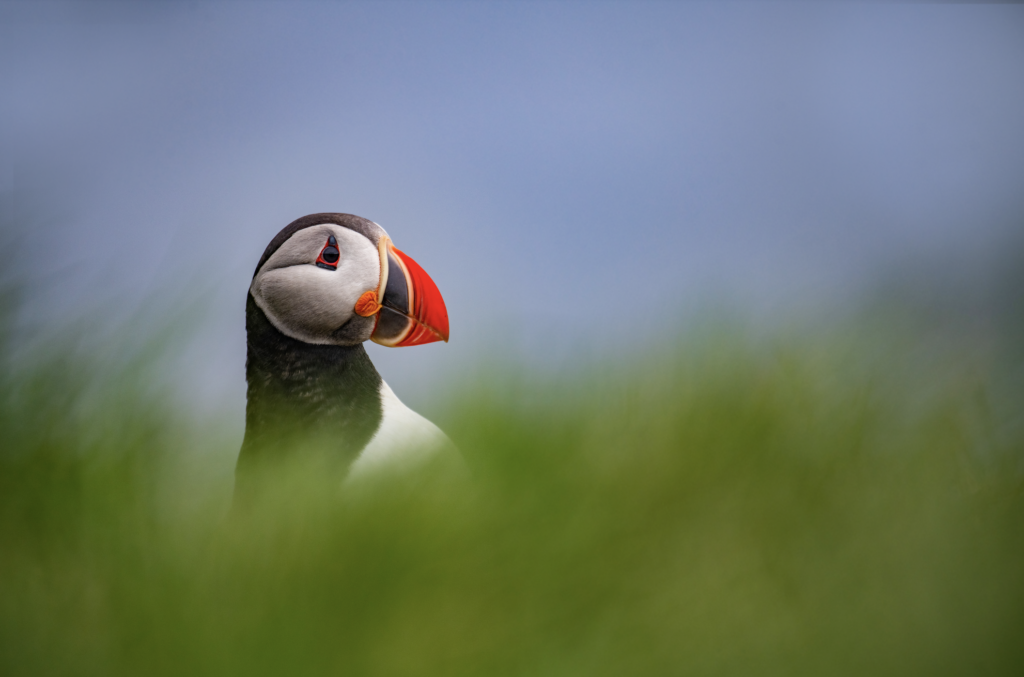 ISLANDIA 4 - Petróleo y Energía Puffin peeking over green grass with a bright orange beak against a blue sky backdrop.