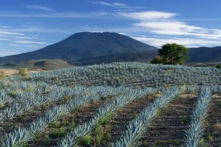 Field of blue agave plants in neat rows with a mountain backdrop and blue sky above.